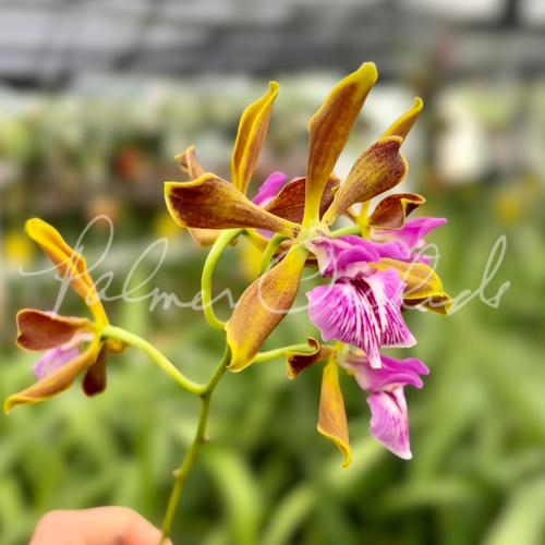 Encyclia — Palmer Orchids